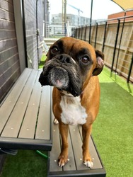 Boxer Meetup at Skiptown