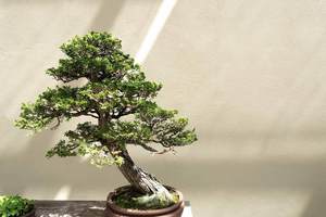 Summer Solstice @ Pacific Bonsai Museum