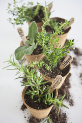 Container Herb Gardening & Preservation