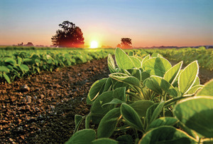 Sustainable Agricultural Practices in the Field