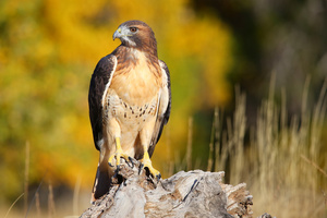 Wildlife Weekends: Raptor Shows