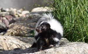 Wildlife Weekends: Animal Ambassador Shows