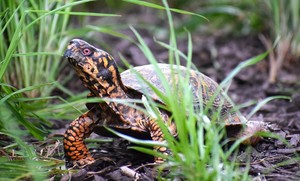 Wildlife Weekends: Wildlife of the Watershed