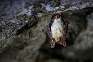 Wildlife Weekends: Native Bat Show