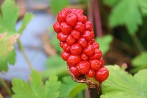 Poisonous Plants in Ornamental Gardens