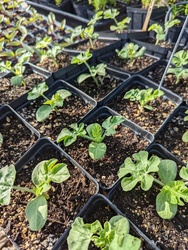 Monsoon Plant Sale & Pop-up Shop