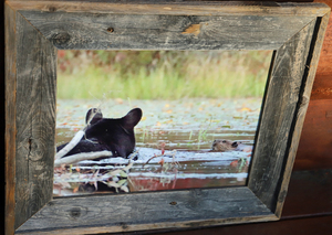 Meet the Artist/Pocono Wildlife Slideshow and Talk, "Living with Wildlife in the Poconos"