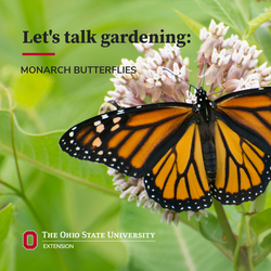 Let's Talk Gardening: Monarch Butterflies