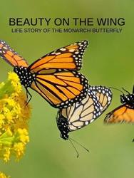 "Beauty on the Wing"