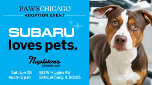 Napleton Adoption Event