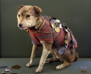 Railway Post Office Dog Day at the Danbury Railway Museum
