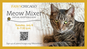 PAWS Chicago Meow Mixer