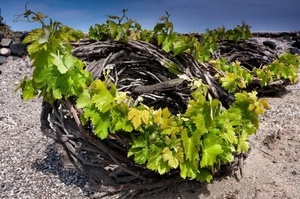 Ancient Terroirs, Contemporary Winemaking: The Fascinating New Wines of Greece