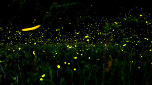 Firefly Night Hike