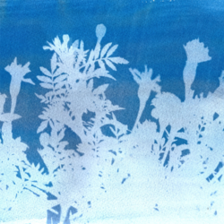 Science Solvers: Sun Prints