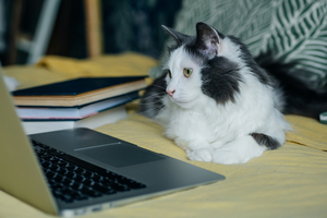 Joybound People and Pets presents: Litter Box Learning (Virtual Workshop)