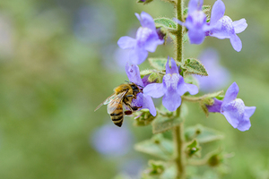 Nature Collective Hosts Wildlife Tour
