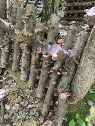 Outdoor Mushroom Farming Series