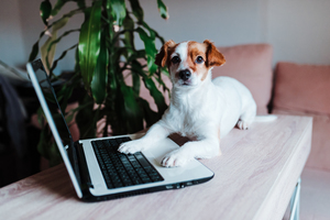 Joybound People & Pets presents: Co-Operative Care (Virtual Workshop)