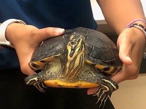 Animal Ambassador Meet n' Greet