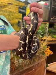 Animal Ambassador Meet n' Greet