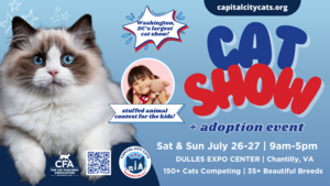 Capital City Cats 2025