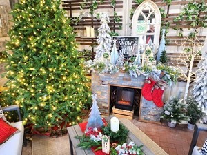 Beat the Tariffs with Down to Earth’s Christmas Tree Sale in July