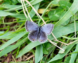 Butterfly Count at Graham Nature Preserve
