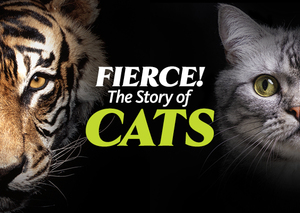 Fierce! The Story of Cats | Welcome Day