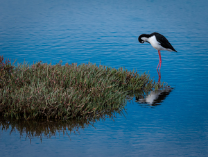 The Fairfax Photo Club Presents Photo Exhibit