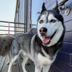 Husky Meetup at Skiptown