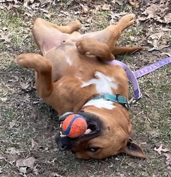 Pet Supplies Plus in Milford's 1 year birthday party