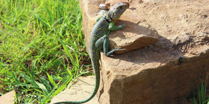 Amazing Animal Adaptations