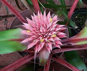 Bromeliads Sale