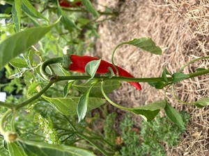 Hearts to Garden