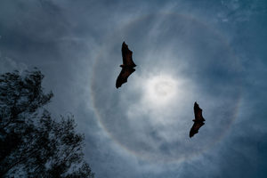 Bat Walk