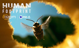 Join AZPM for a special evening all about bees!