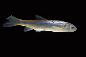 WIldlife Wednesday: Silvery Minnow Conservation