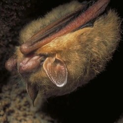 Wild About Creepy Critters