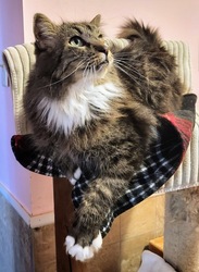 PAWSitively CATS 15th Year Celebration