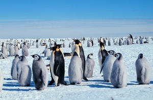Profs & Pints Nashville: Antarctica 101