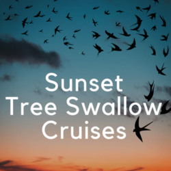 Sunset Tree Swallow Cruise with Train