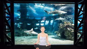 Bottoms Up! Yoga (& Sharks) @CLEAquarium
