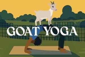 Goat Yoga
