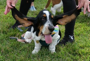 Basset Hound Rescue Fall Festival