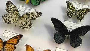 Insect Pinning: Butterflies