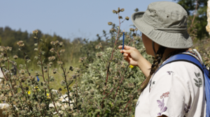Botanical Scientific Illustration & Observation in Pastel