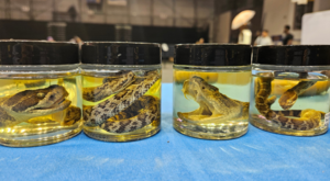 Mobile Museum: Herpetology