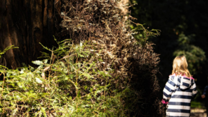 Redwood Forest Expedition: Byrne-Milliron Forest