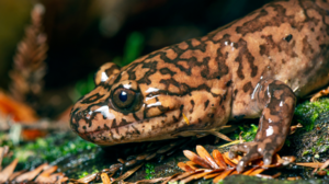 The Grandeur of Giant Salamanders